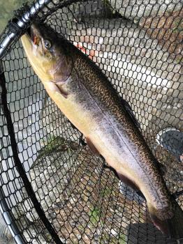 フィッシング サンクチュアリ 釣果