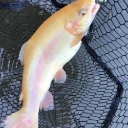 フィッシング サンクチュアリ 釣果