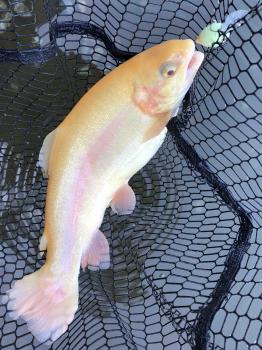 フィッシング サンクチュアリ 釣果