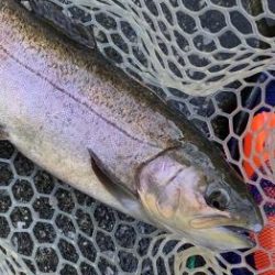 フィッシング サンクチュアリ 釣果