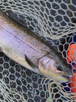 フィッシング サンクチュアリ 釣果