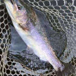 フィッシング サンクチュアリ 釣果