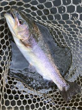 フィッシング サンクチュアリ 釣果