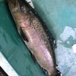 フィッシング サンクチュアリ 釣果