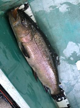 フィッシング サンクチュアリ 釣果