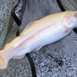 フィッシング サンクチュアリ 釣果