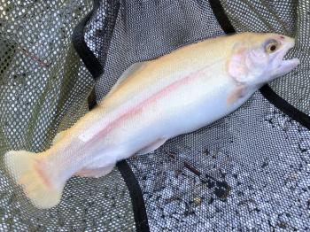 フィッシング サンクチュアリ 釣果