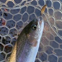 フィッシング サンクチュアリ 釣果