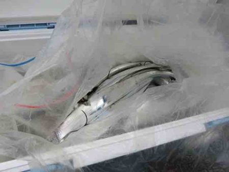 遊漁船 セトマリン 釣果