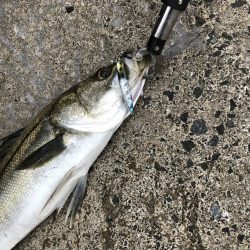 いろんな時間帯に使い分けできるジグ！　【LUMICA（ルミカ）メタルジャッカーSJ　インプレッション】