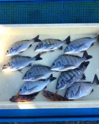 和歌山マリーナシティ釣り公園 釣果