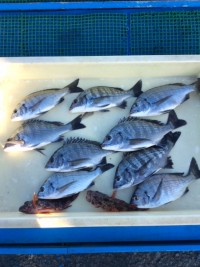 和歌山マリーナシティ釣り公園 釣果