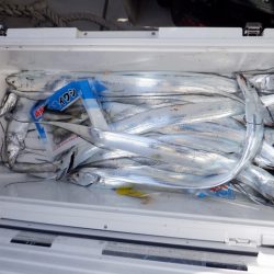 遊漁船 遊友 釣果