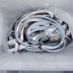 遊漁船 遊友 釣果