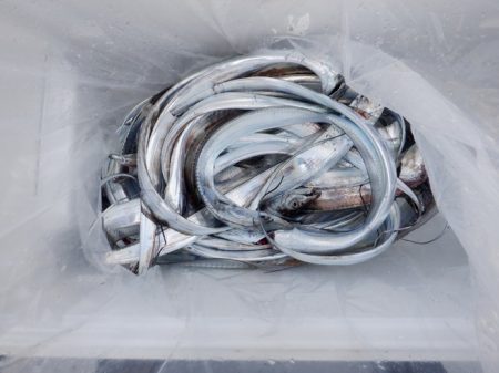 遊漁船 遊友 釣果