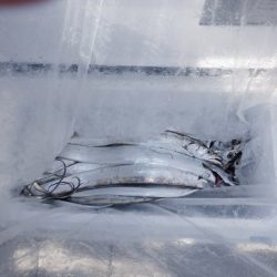 遊漁船 遊友 釣果