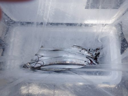 遊漁船 遊友 釣果