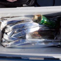 遊漁船 遊友 釣果