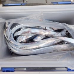 遊漁船 遊友 釣果