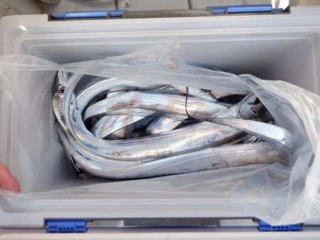 遊漁船 遊友 釣果