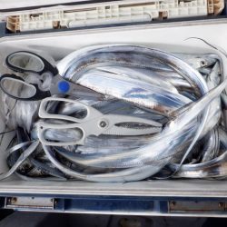 遊漁船 遊友 釣果