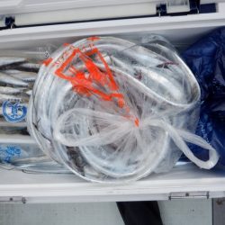 遊漁船 遊友 釣果