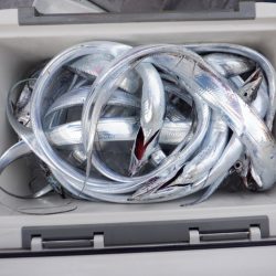 遊漁船 遊友 釣果