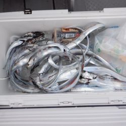 遊漁船 遊友 釣果