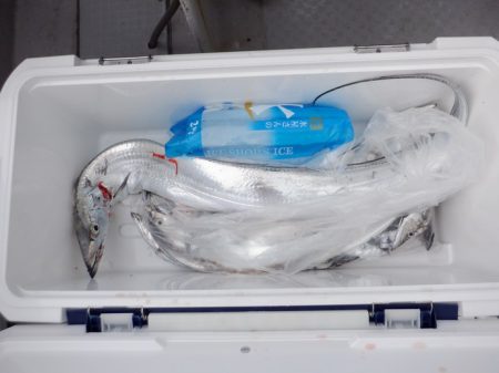 遊漁船 遊友 釣果