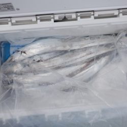 遊漁船 遊友 釣果