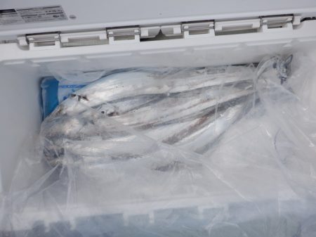 遊漁船 遊友 釣果