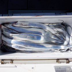 遊漁船 遊友 釣果