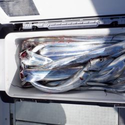 遊漁船 遊友 釣果