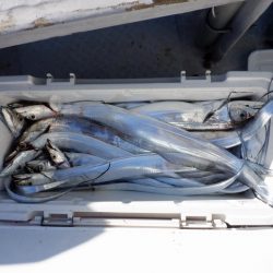 遊漁船 遊友 釣果