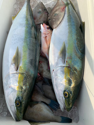 さんさん丸 釣果