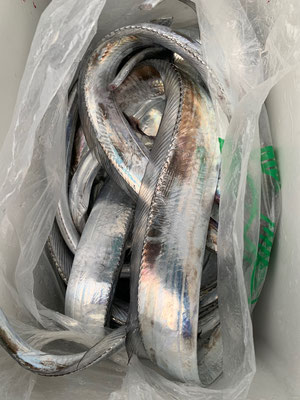 さんさん丸 釣果