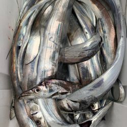 さんさん丸 釣果