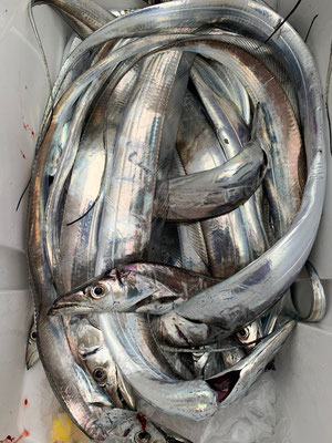 さんさん丸 釣果