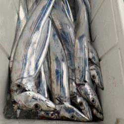 さんさん丸 釣果