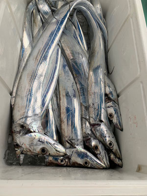 さんさん丸 釣果