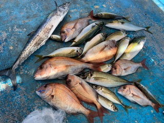 幸吉丸 釣果
