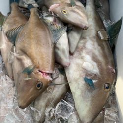 さんさん丸 釣果