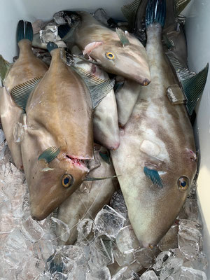 さんさん丸 釣果