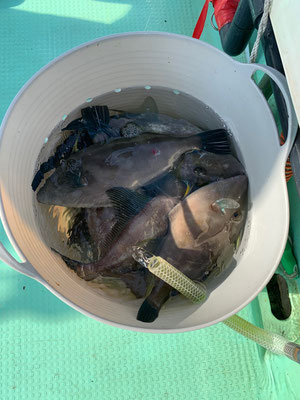 さんさん丸 釣果