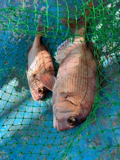 幸吉丸 釣果