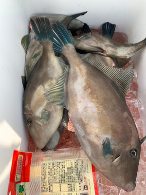 さんさん丸 釣果