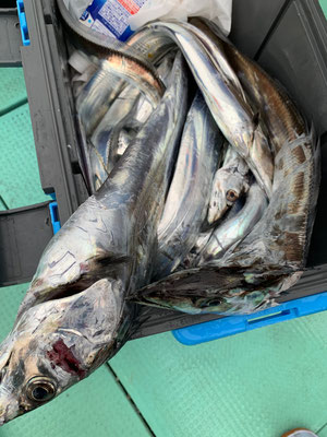 さんさん丸 釣果