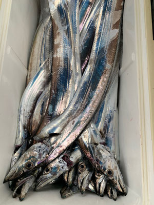 さんさん丸 釣果