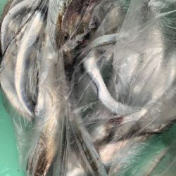 さんさん丸 釣果