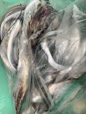 さんさん丸 釣果
